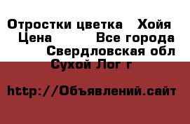 Отростки цветка  “Хойя“ › Цена ­ 300 - Все города  »    . Свердловская обл.,Сухой Лог г.